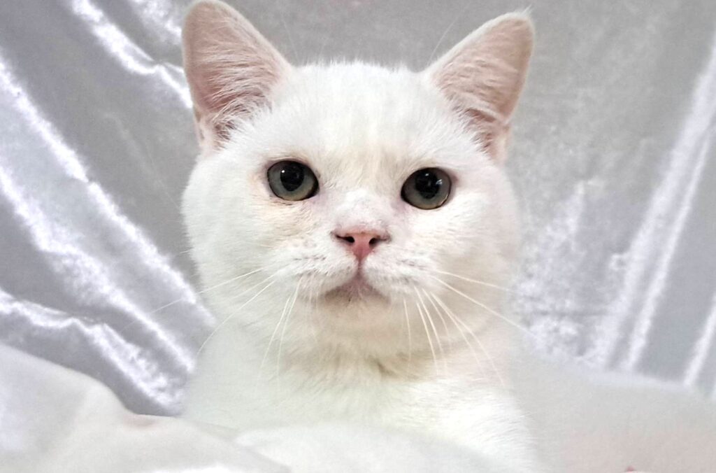 neko2024-scaled.jpg